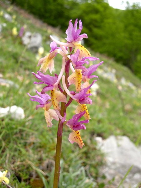 Orchis colemanii - variazioni cromatiche